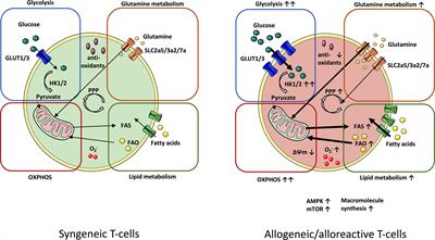 T-Cell Metabolism in Graft Versus Host Disease